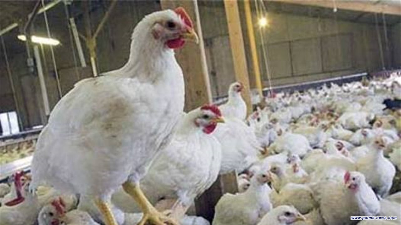 العراق يمنعُ استيراد الدواجن من 39 دولة